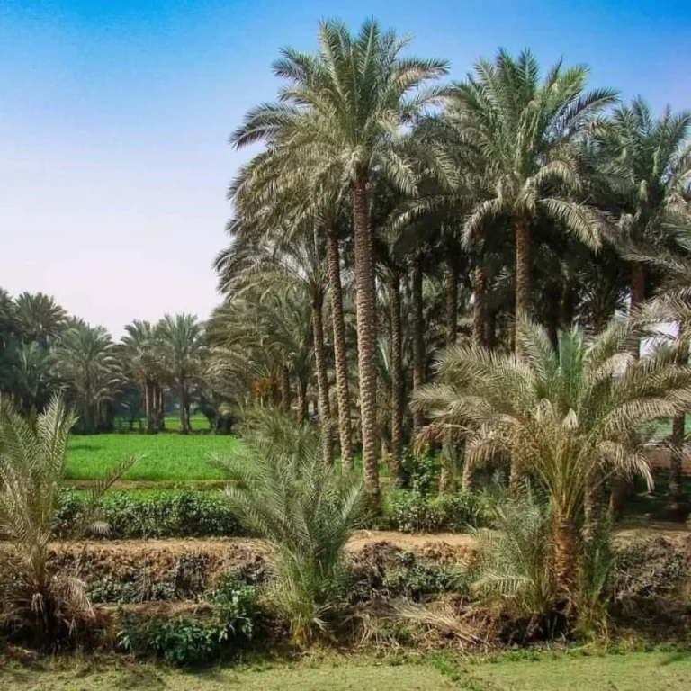 img-20240812-wa0086-qsjn6ewnous7r50du9d2dfmzwegwyk8tppxlc3yzoo